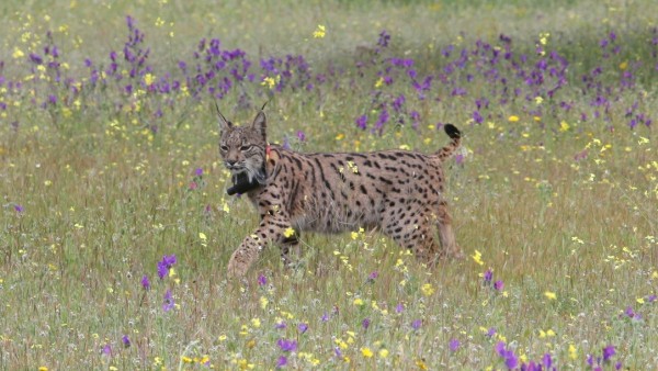 Ejemplar de lince ibérico. Ejemplar de lince ibérico.