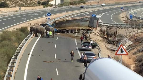 Elefantes accidentados en la A-30 Elefantes accidentados en la A-30