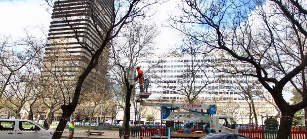 Regeneración de árboles en la Castellana