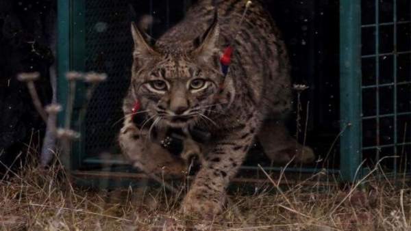 Lince liberado Lince liberado