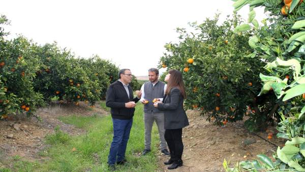 El presidente de la Diputación de Huelva, Ignacio Caraballo, visita cítricos. El presidente de la Diputación de Huelva, Ignacio Caraballo, visita cítricos.