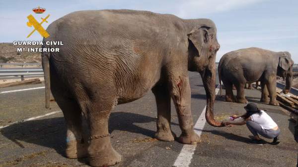Elefanta herida tras el accidente en Albacete Elefanta herida tras el accidente en Albacete
