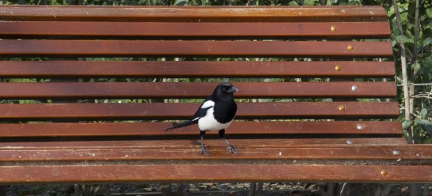 Ejemplar de urraca en un banco del Parque del Retiro