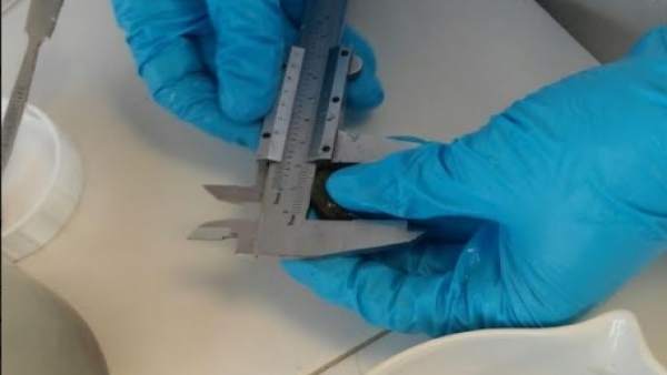 Desarrollan tratamiento para controlar mejillón cebra Desarrollan tratamiento para controlar mejillón cebra