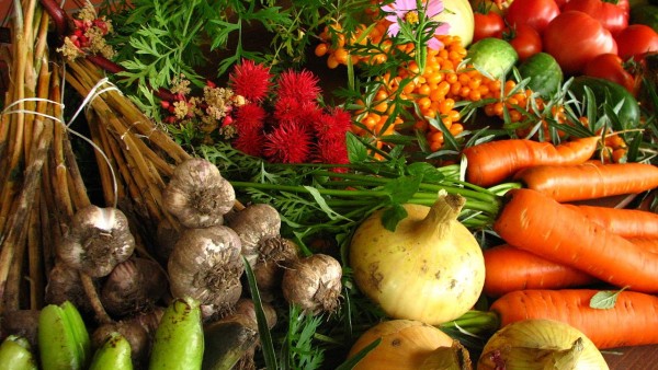 Vegetales y ornamentales provenientes de la agricultura sostenible Vegetales y ornamentales provenientes de la agricultura sostenible
