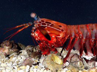 Gamba mantis
