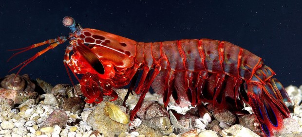 Gamba mantis