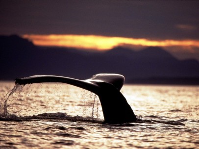 Aleta de una ballena jorobada