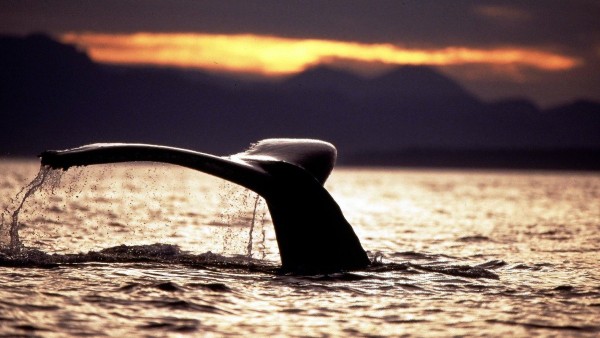 Aleta de una ballena jorobada Aleta de una ballena jorobada