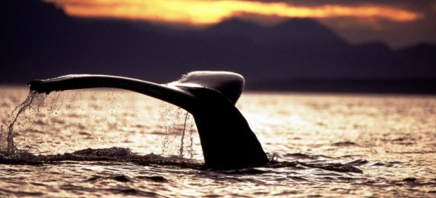 Aleta de una ballena jorobada