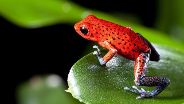 Rana venenosa de dardo en la frontera entre Panamá y Costa Rica. Rana venenosa de dardo en la frontera entre Panamá y Costa Rica.