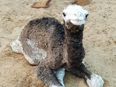 Un nuevo camello, Gorrión, en el parque Dunar de Doñana.