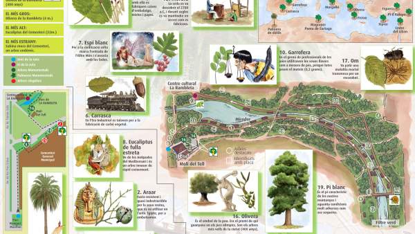 València propone conocer su ciudad a través de sus árboles València propone conocer su ciudad a través de sus árboles