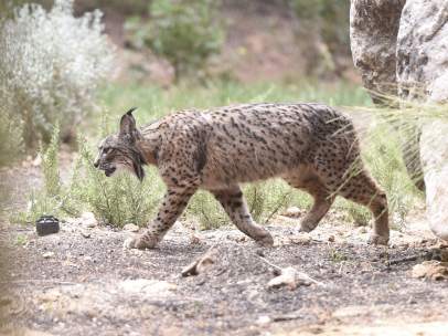 Lince ibérico