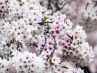 Almendro en flor