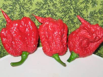 Carolina Reaper