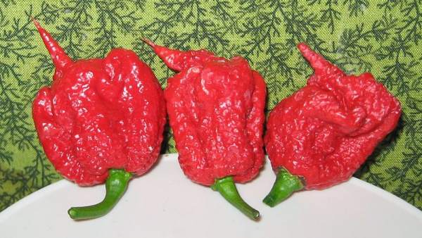 Carolina Reaper Carolina Reaper