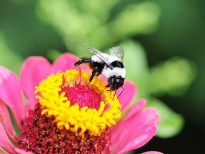 Abeja llevando a cabo el proceso de polinización