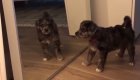 El susto de una perrita al verse en un espejo