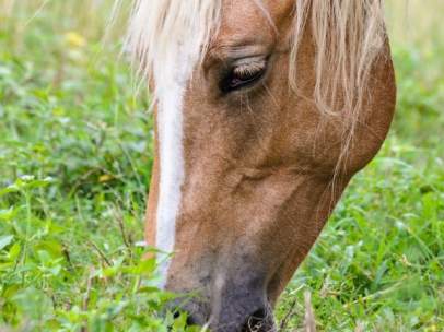Caballo