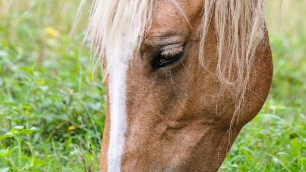 Caballo Caballo
