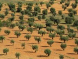 Detectada en Madrid la presencia de una bacteria que obligó a arrancar un millón de olivos en Italia