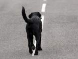 Se enfrenta a una multa de 900 euros por abandonar a su perro en una carretera