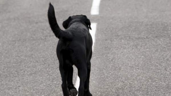 Perro abandonado Perro abandonado