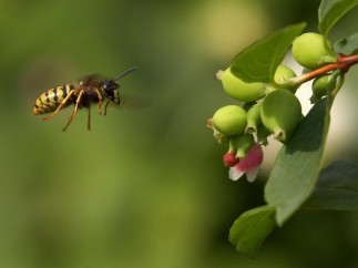 Ejemplar de avispa
