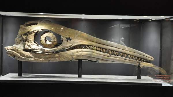 Ictiosaurio Ictiosaurio