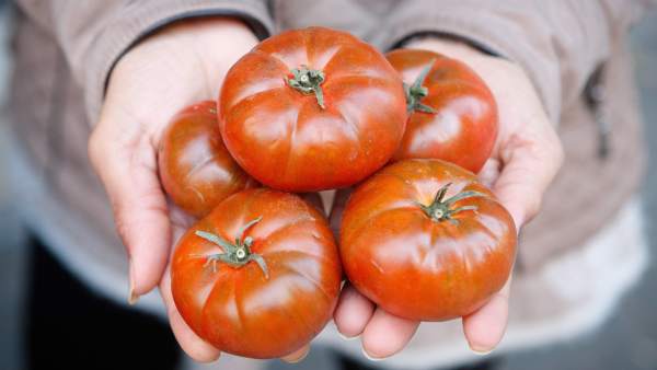 Tomate Tomate