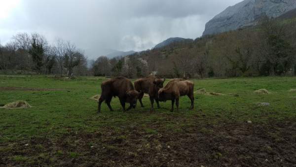 Bisontes en el Parque de la Prehistoria. Bisontes en el Parque de la Prehistoria.