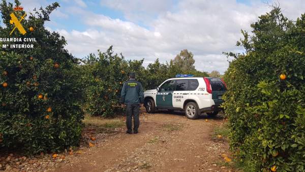 Actuación de la Guardia Civil contra robos de naranjas Actuación de la Guardia Civil contra robos de naranjas