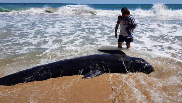 Calderón muerto en una playa de Elche Calderón muerto en una playa de Elche