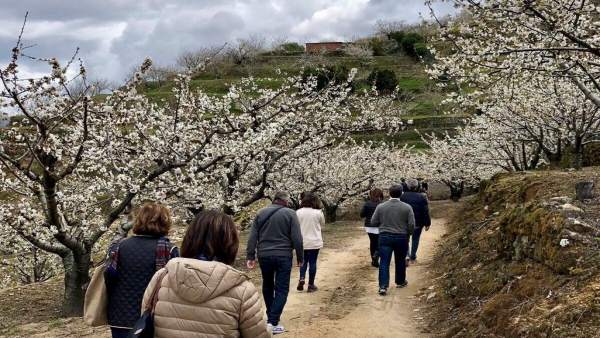 Visitantes pasean entre los cerezos en flor del Valle del Jerte Visitantes pasean entre los cerezos en flor del Valle del Jerte