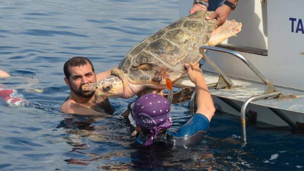 Reintroducción en el mar de una tortuga boba (archivo) Reintroducción en el mar de una tortuga boba (archivo)