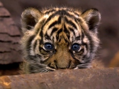 Cachorro de tigre