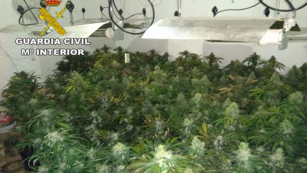 Plantación de marihuana intervenida por la Guardia Civil Plantación de marihuana intervenida por la Guardia Civil