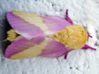 Mariposa rosada del arce