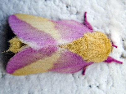 Mariposa rosada del arce