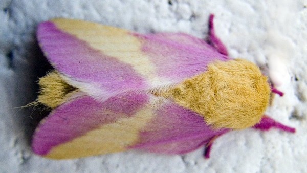 Mariposa rosada del arce Mariposa rosada del arce