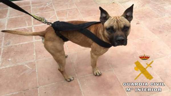 Perro recuperado Perro recuperado