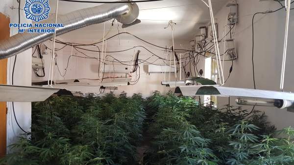 Una de las plantaciones de marihuana desmanteladas Una de las plantaciones de marihuana desmanteladas