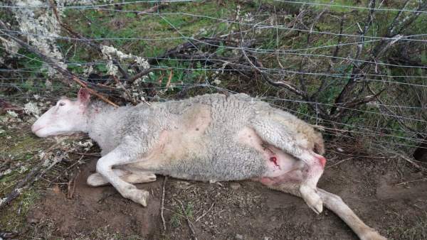 Oveja muerta por ataque de perros. Oveja muerta por ataque de perros.