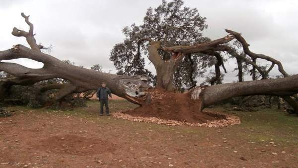 Árbol Carrasca Ruli Árbol Carrasca Ruli