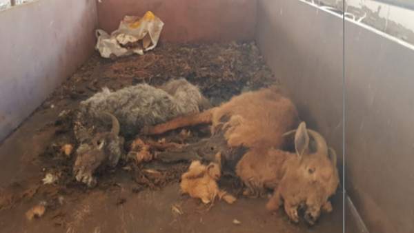 Invetigado un vecino de Ourense por abandono de animales domésticos. Invetigado un vecino de Ourense por abandono de animales domésticos.