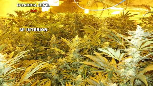 Plantas de marihuana Plantas de marihuana