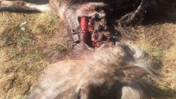 Yegua atacada por el oso Goiat Yegua atacada por el oso Goiat
