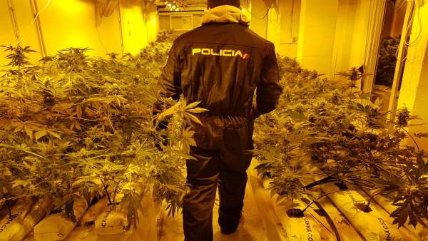 CULTIVO DESMANTELADO CULTIVO DESMANTELADO