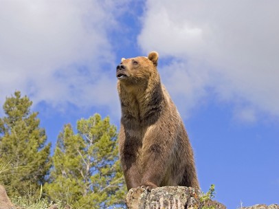 Oso pardo